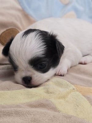 Les chiots de Chihuahua