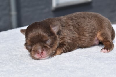 Les chiots de Chihuahua