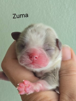 Les chiots de Chihuahua