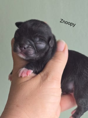 Les chiots de Chihuahua
