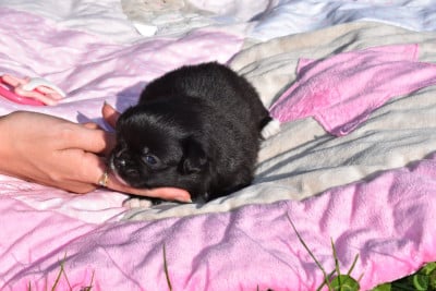 Les chiots de Chihuahua