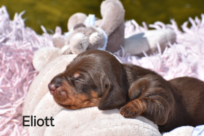 Les chiots de Teckel poil ras