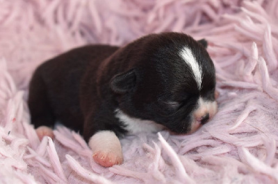 Les chiots de Chihuahua