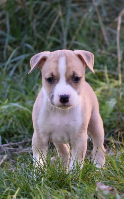 Les chiots de American Staffordshire Terrier