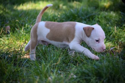Les chiots de American Staffordshire Terrier