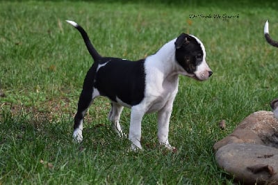 Les chiots de American Staffordshire Terrier