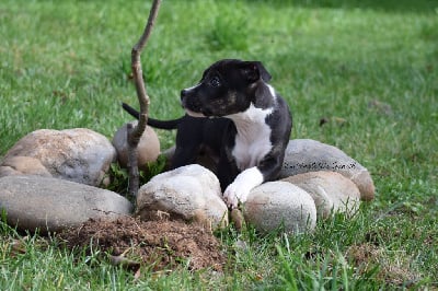 Les chiots de American Staffordshire Terrier