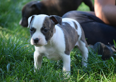 Les chiots de American Staffordshire Terrier