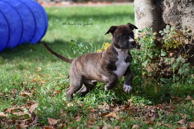 Les chiots de American Staffordshire Terrier