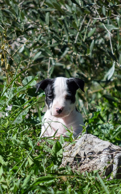 Les chiots de American Staffordshire Terrier