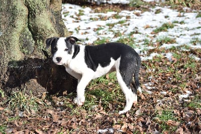 Les chiots de American Staffordshire Terrier