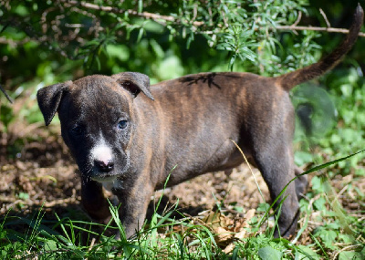 Les chiots de American Staffordshire Terrier