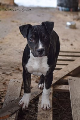 Les chiots de American Staffordshire Terrier
