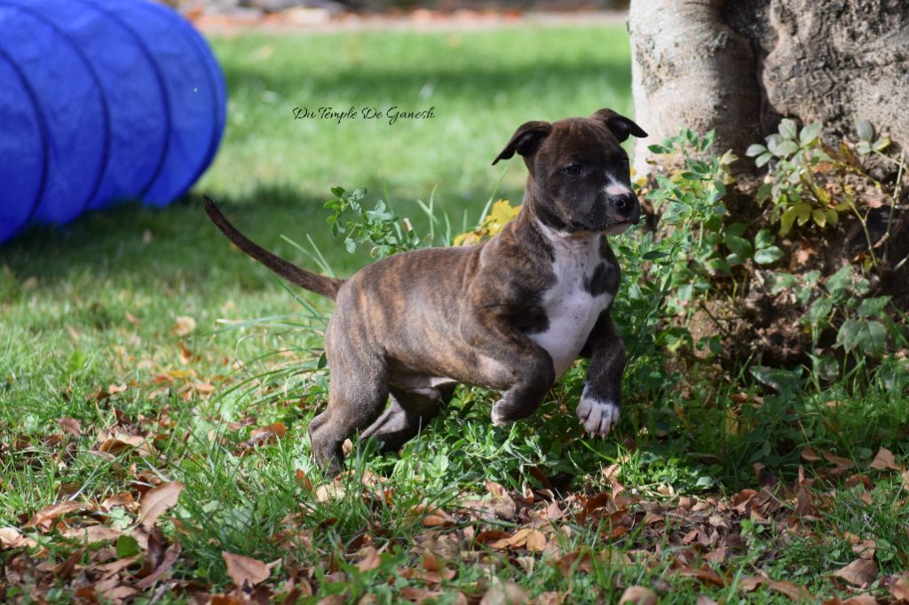 American Staffordshire Terrier - Du Temple De Ganesh