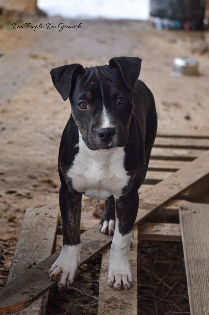 American Staffordshire Terrier - Arya et Advick cherchent leur famille ! - Du Temple De Ganesh