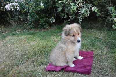 Les chiots de Shetland Sheepdog