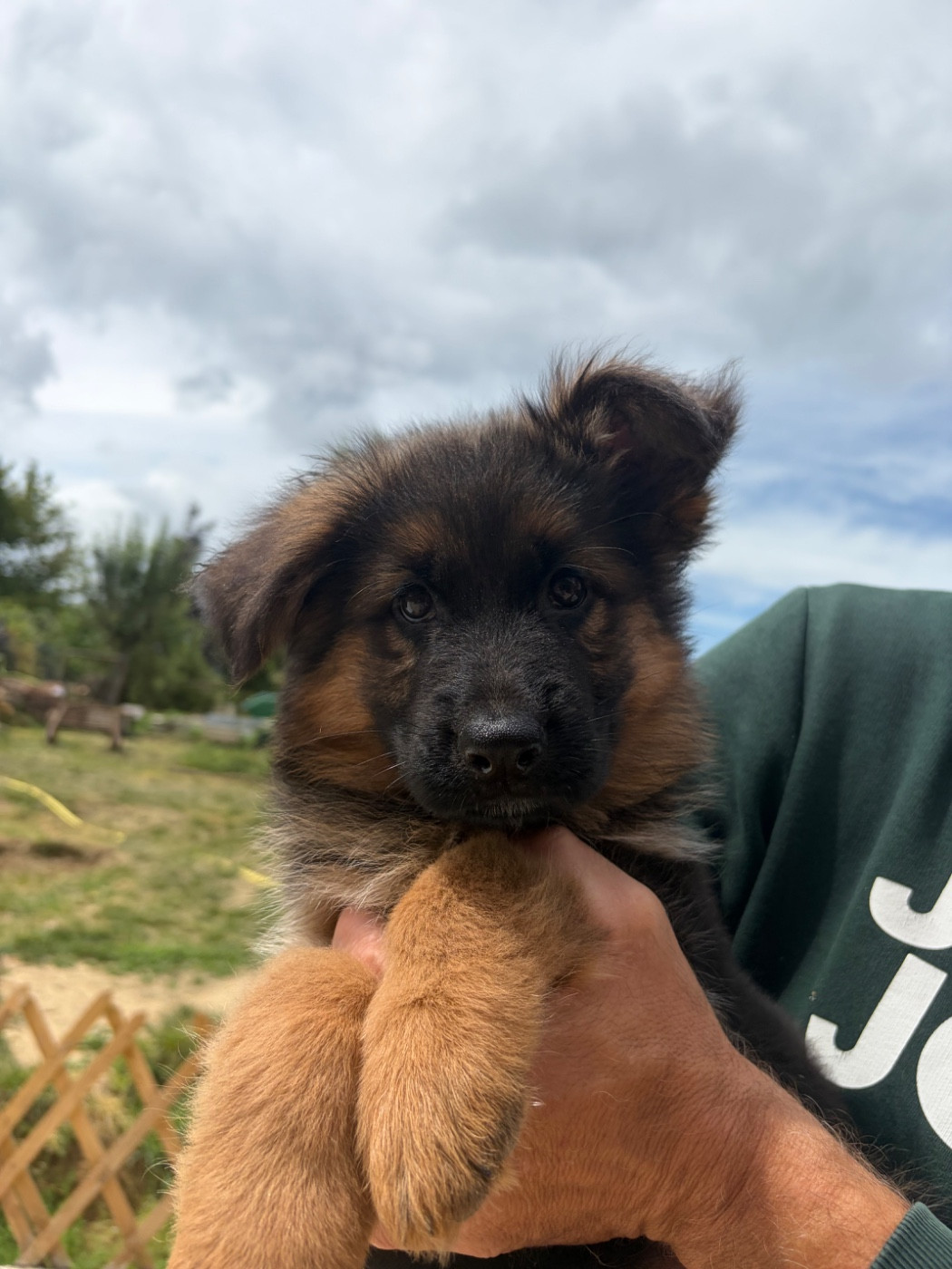 BLUE - Berger Allemand Poil Long