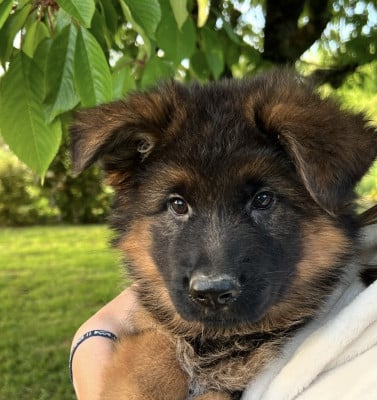 Berger Allemand Poil Long