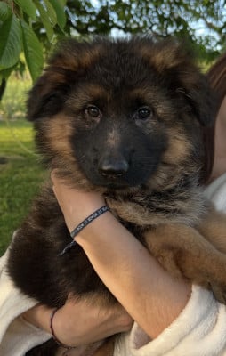 BELLA - Berger Allemand Poil Long