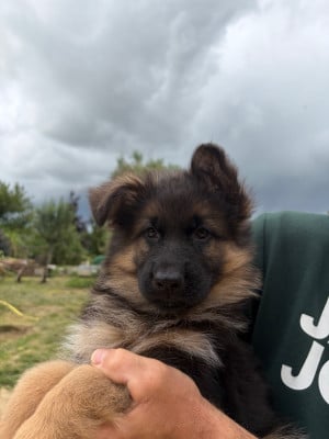 Les chiots de Berger Allemand Poil Long
