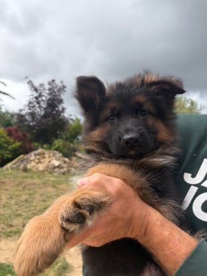 Les chiots de Berger Allemand Poil Long