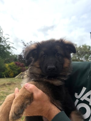 Les chiots de Berger Allemand Poil Long