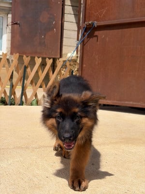 Les chiots de Berger Allemand Poil Long