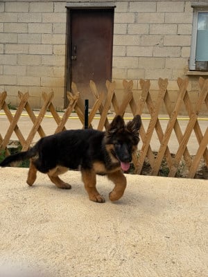 Les chiots de Berger Allemand Poil Long