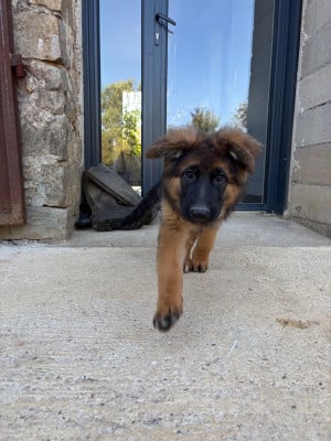 Les chiots de Berger Allemand Poil Long