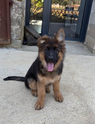 Les chiots de Berger Allemand Poil Long