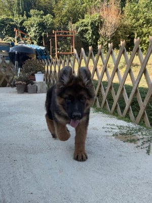 Les chiots de Berger Allemand Poil Long