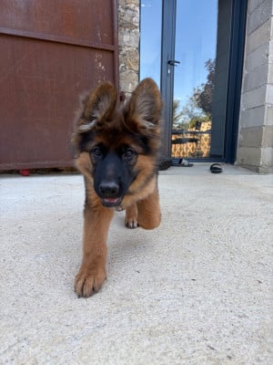 Les chiots de Berger Allemand Poil Long