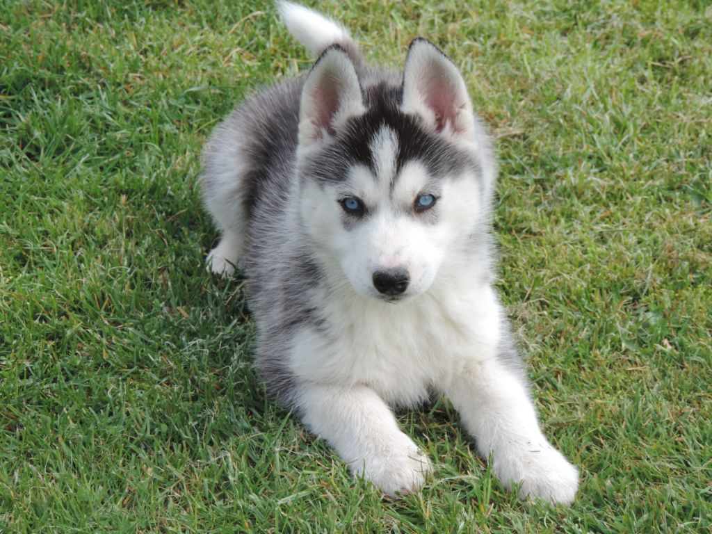 Race Chien Gris Au Yeux Bleu Sema