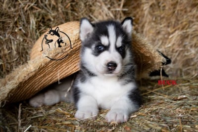Les chiots de Siberian Husky