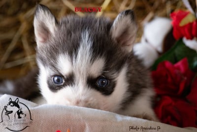 Les chiots de Siberian Husky