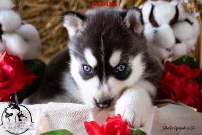 Les chiots de Siberian Husky