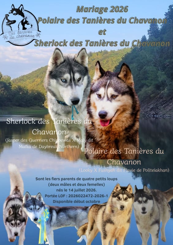 Siberian Husky - Des Tanières Du Chavanon