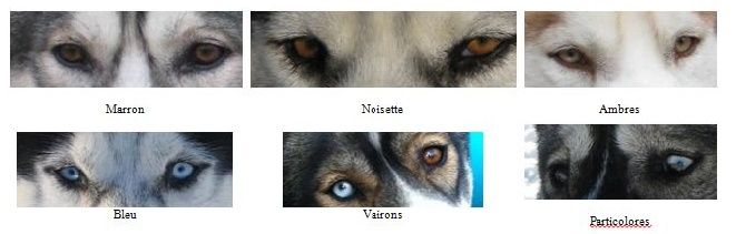 Les différentes couleurs des yeux