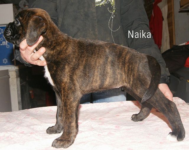 Naika Du Moulin d'Assit