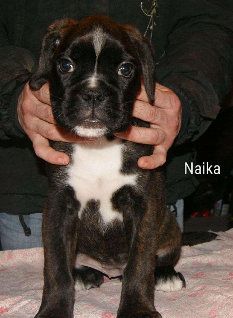 Naika Du Moulin d'Assit