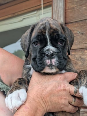Les chiots de Boxer