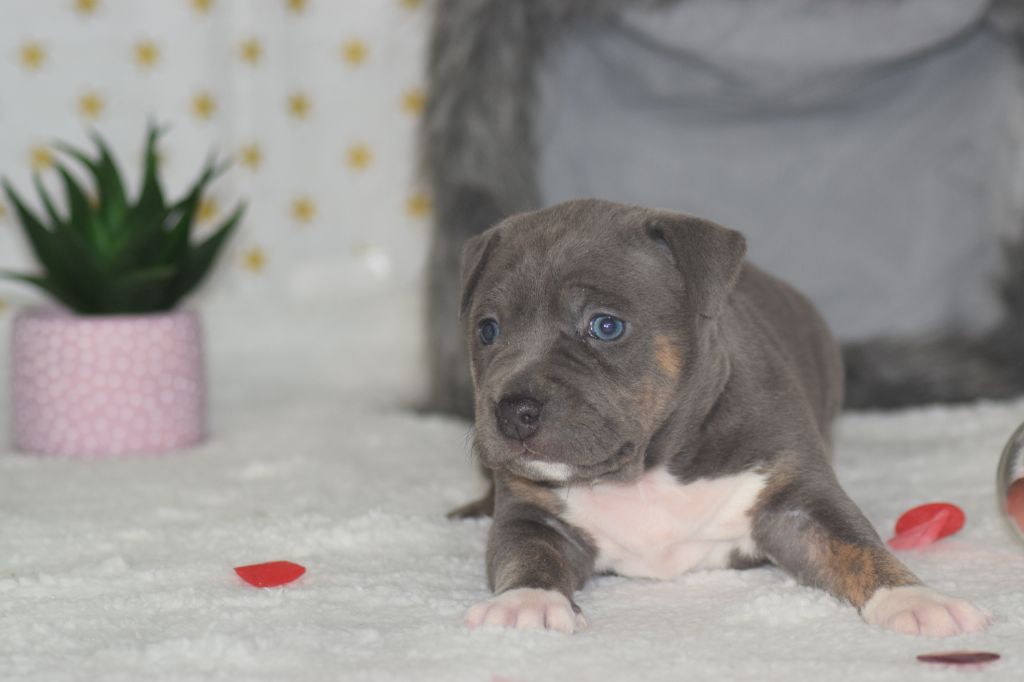 Chiot American Staffordshire Terrier, Poeïva, femelle