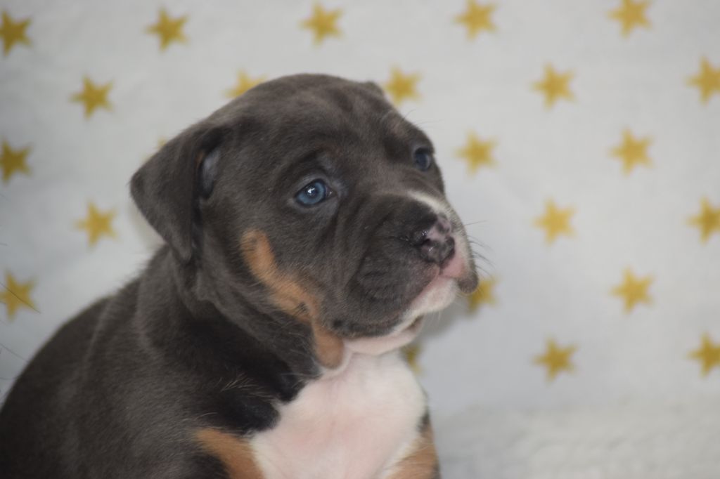 Chiot American Staffordshire Terrier, Poehere, femelle