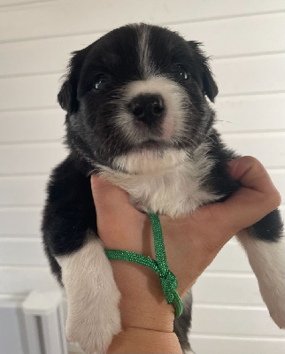 Les chiots de Berger Américain Miniature