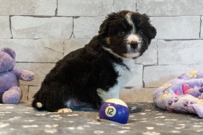 Les chiots de Berger Américain Miniature