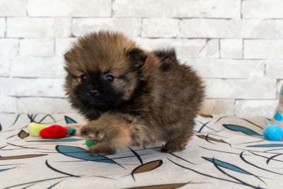 Les chiots de Spitz allemand