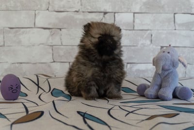 Les chiots de Spitz allemand