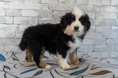 Les chiots de Berger Américain Miniature 