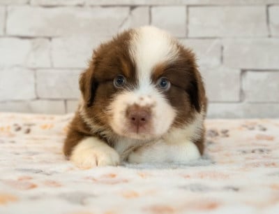 Les chiots de Berger Américain Miniature 