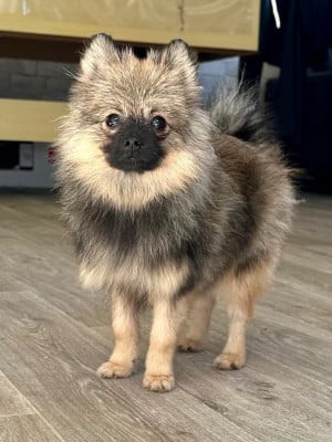Les chiots de Spitz allemand